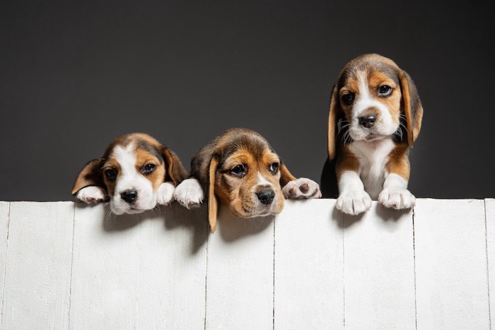 塀から顔を覗かせる3頭のビーグル犬