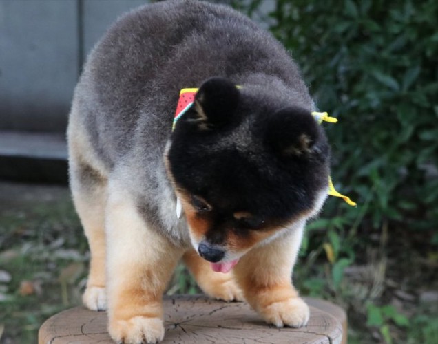 ポメラニアン
