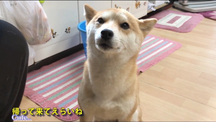 飼い主に呼び戻され、飼い主の前でお座りする犬