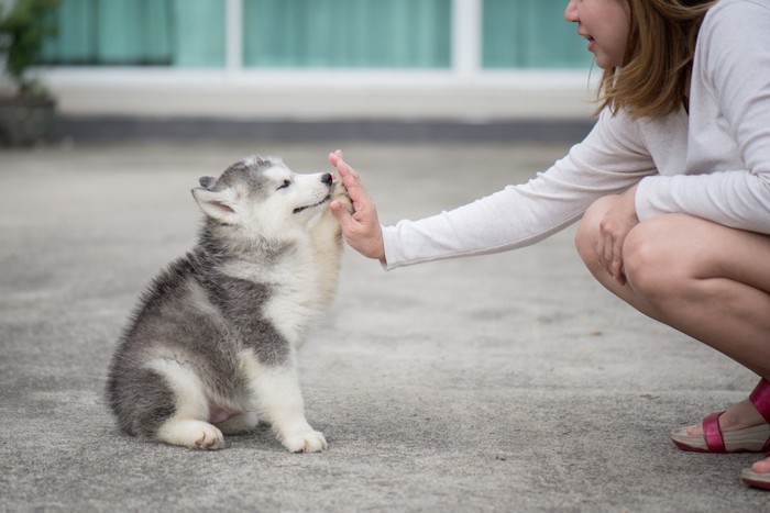 女性と遊ぶハスキーの子犬