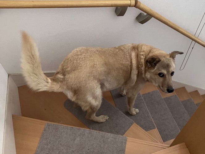 飼い主さんと一緒に