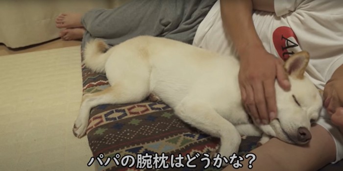 飼い主男性の腕枕にうっとりする柴犬