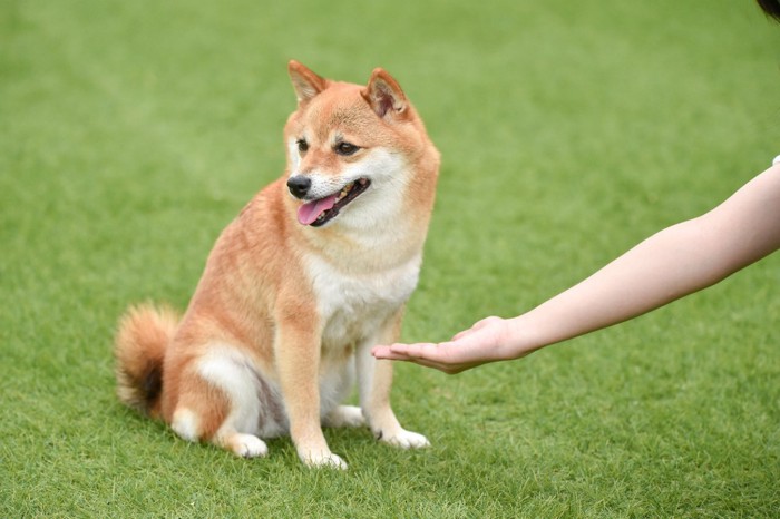 お手をしない犬