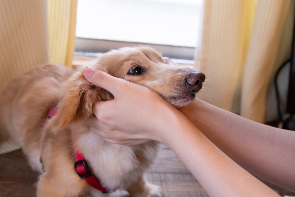 犬が爪切りを嫌がらないようにするための対策