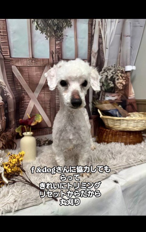 シリルちゃんが幸せをつかむまで6