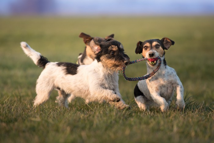 楽しく遊ぶ子犬たち