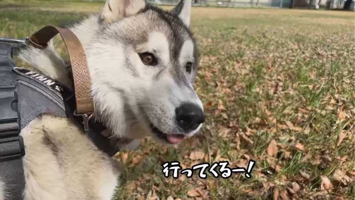 笑顔を向ける犬