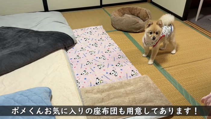 座布団と犬