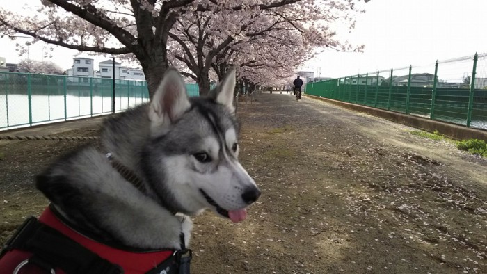 桜とハスキー