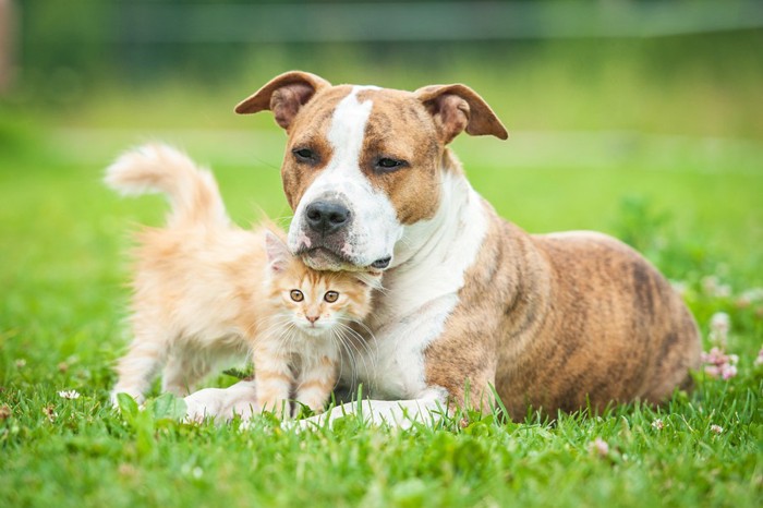 猫と犬