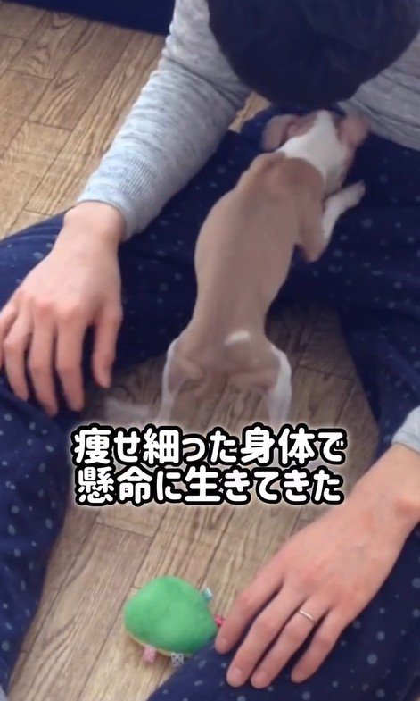 とらきち君のビフォーアフター2