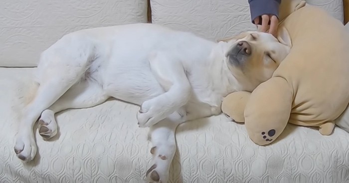 やる気なく飼い主さん見送る犬