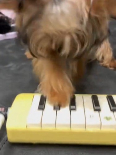 鍵盤を前足で押す犬