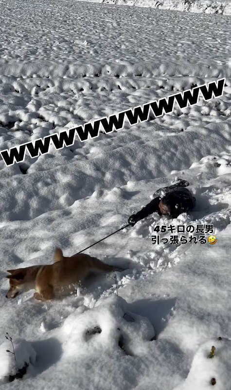 転んだ飼い主に構わず進む柴犬