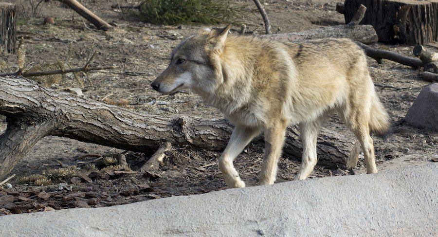 荒地を歩く1頭のオオカミ