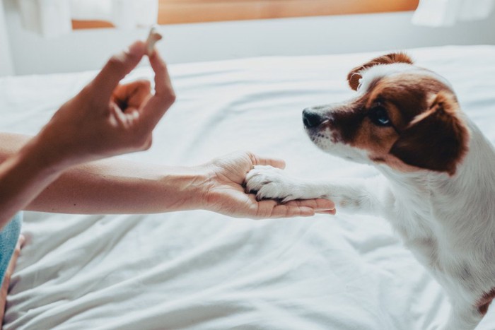 おやつを見つめてお手する犬