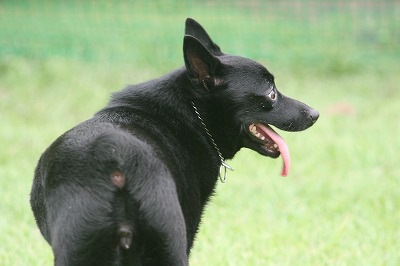 愛犬の母犬