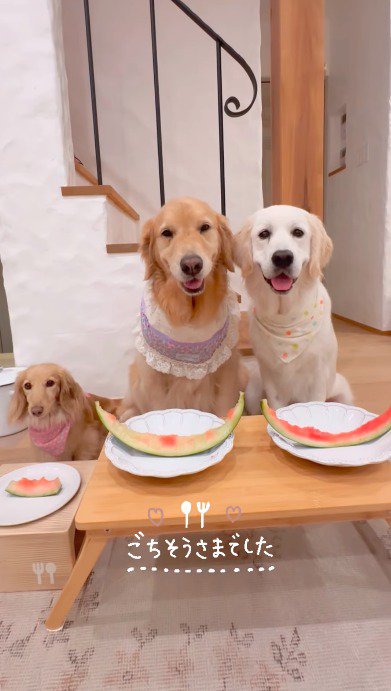 自分が食べたスイカの皮を前にして、カメラを見つめる3頭の犬