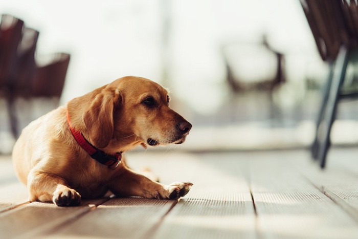 赤い首輪をした犬