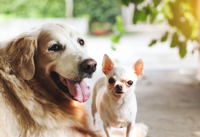 大型犬と小型犬