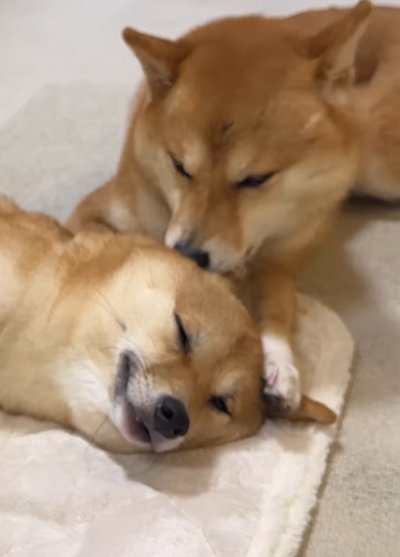 妹犬の耳を舐める姉犬