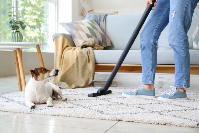 掃除をしている飼い主を見上げる犬