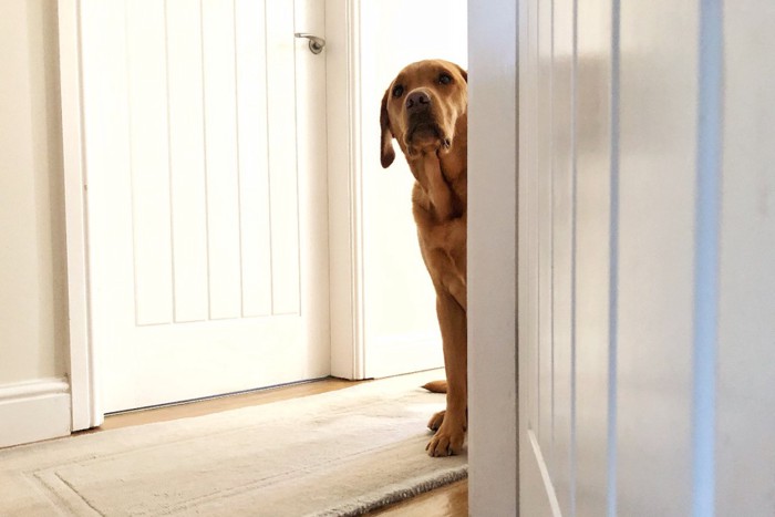 ドアから覗く犬