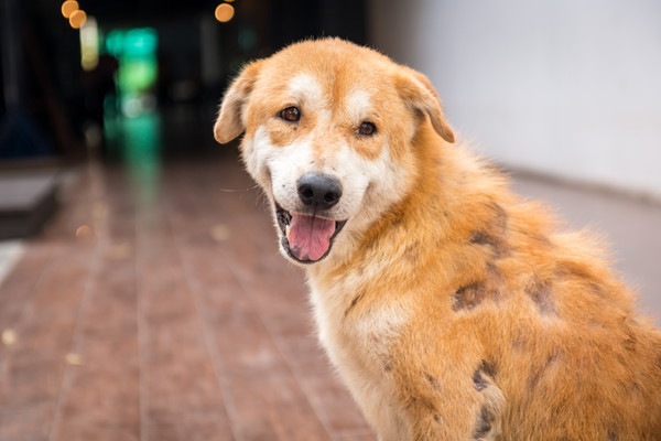 毛が抜け落ちている犬