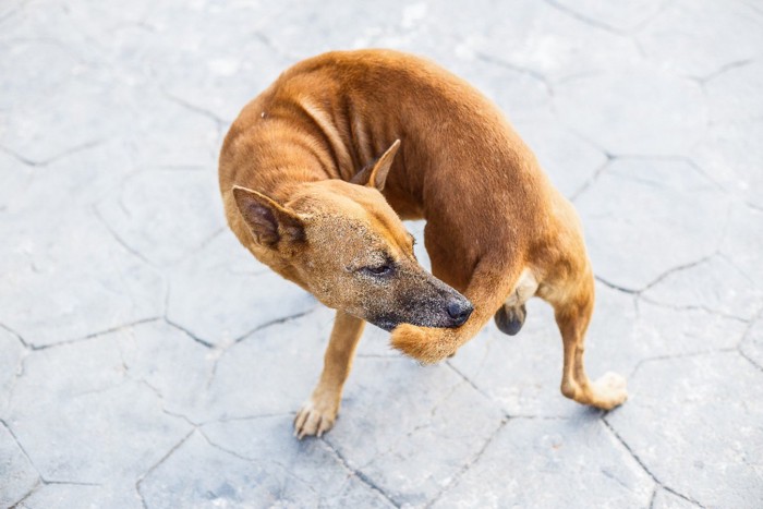 自分の尻尾を噛む犬