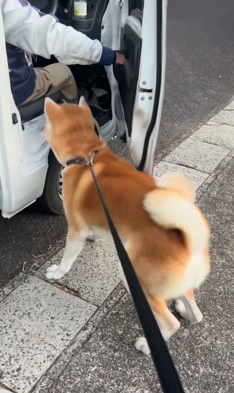 駆け寄る秋田犬