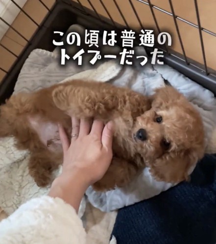 仰向けになる犬