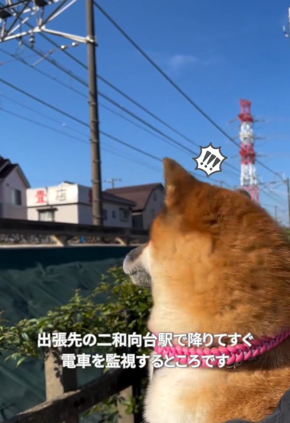 電車に気づいたくうちゃん