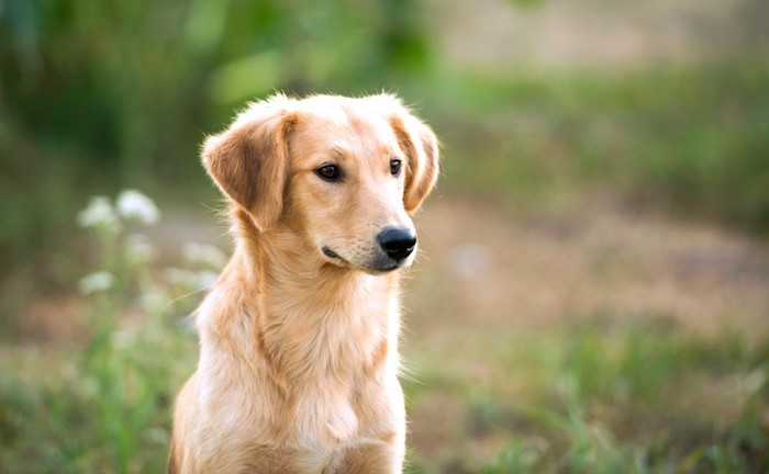 賢そうな犬