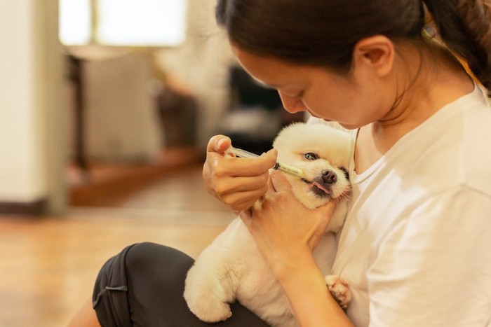 犬にシリンジで薬を与える女性