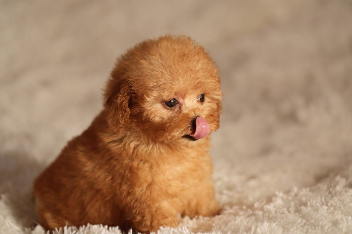 舌を上向きに出した子犬