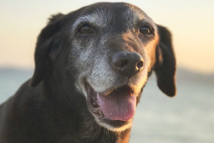 笑顔のシニア犬