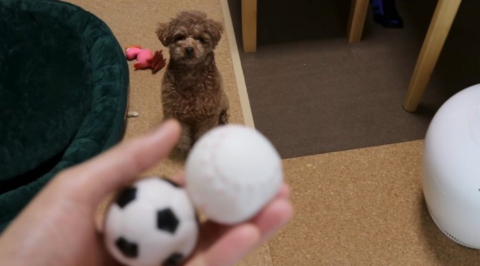 犬にボールのおもちゃを見せる飼い主