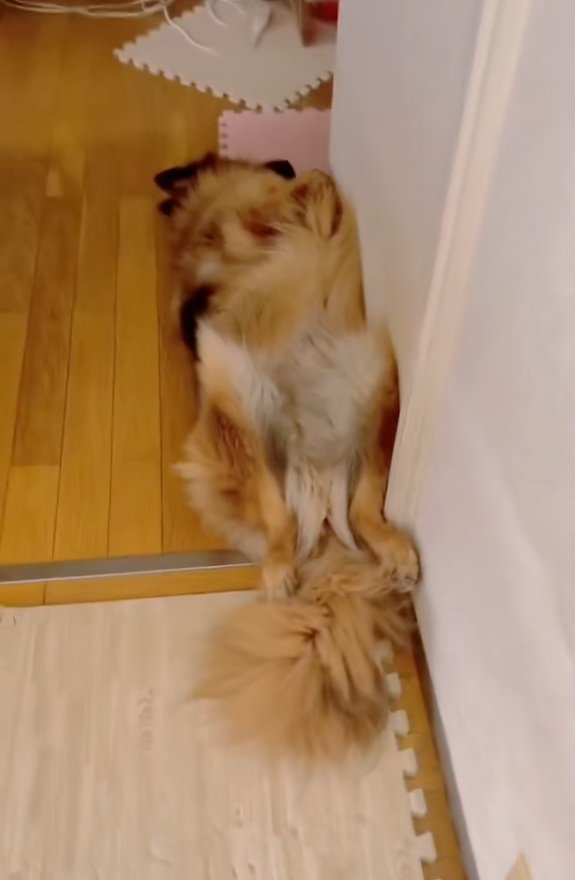 ヘソ天のジーボくん