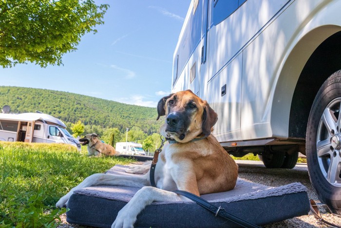 キャンピングカーと垂れ耳の犬