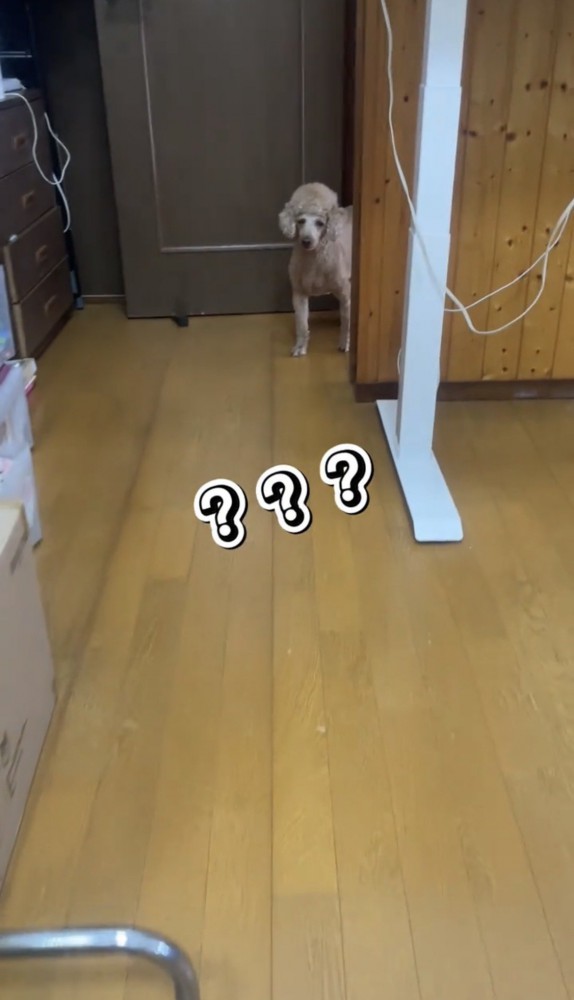 柱の陰から顔を出す犬