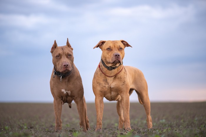 屋外で並んで立つ2頭のアメリカン・ピット・ブル・テリア