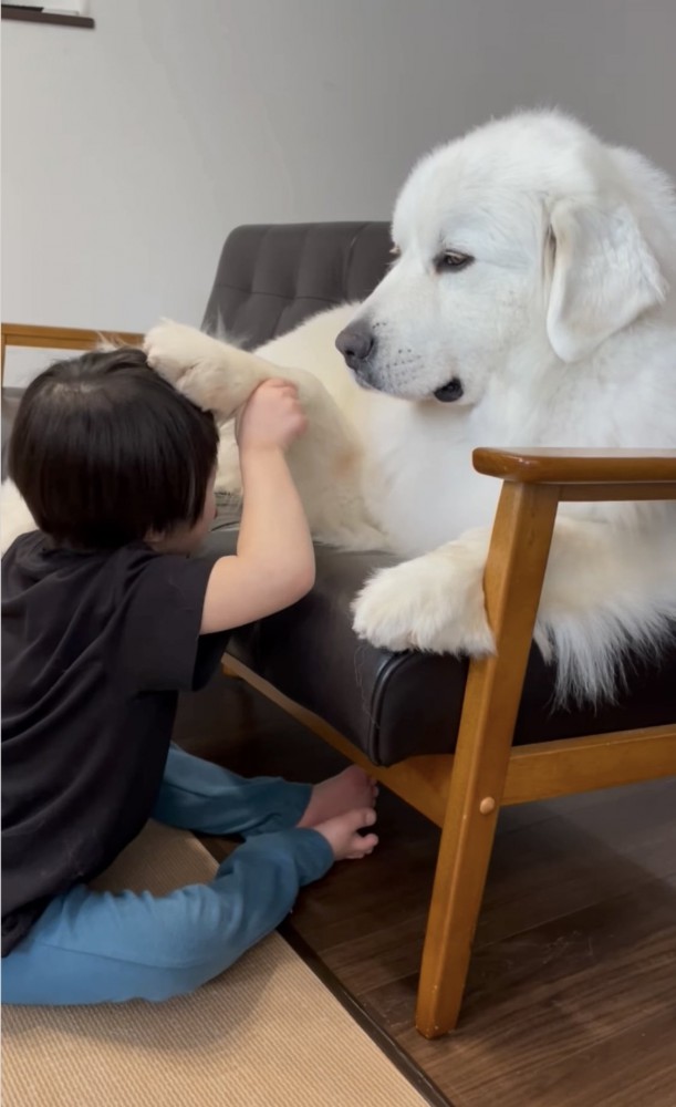 犬に頭を撫でさせる子供