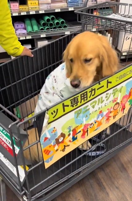 カートに乗ったならちゃん