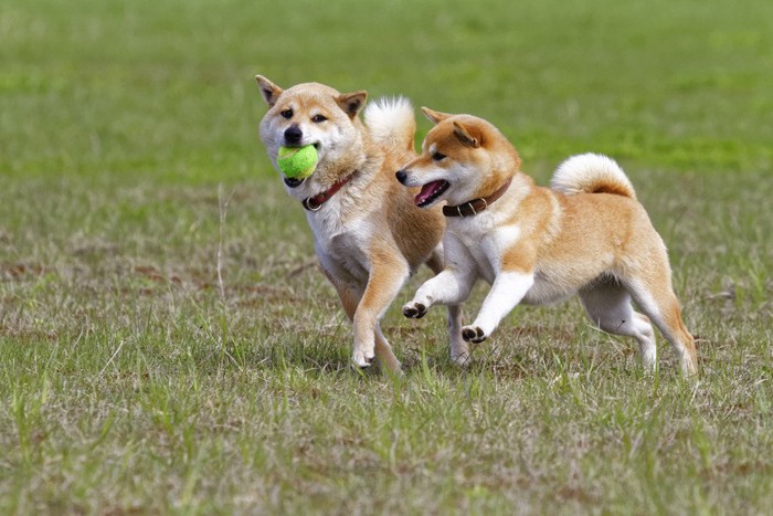 楽しそうに遊ぶ柴犬2匹