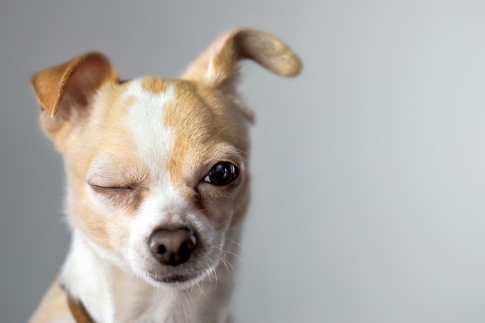 片目をつぶっている犬