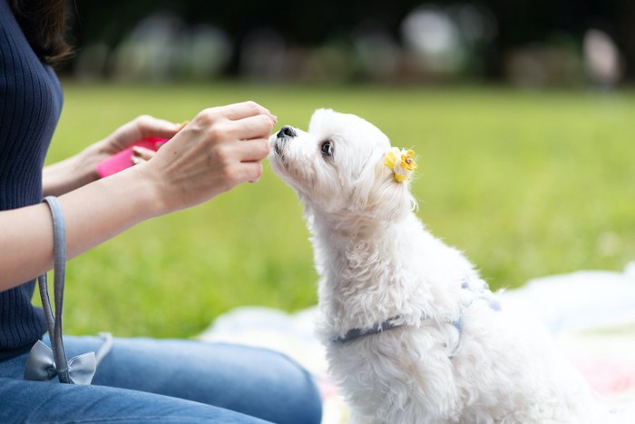 お座りして飼い主の手からおやつをもらうマルチーズ