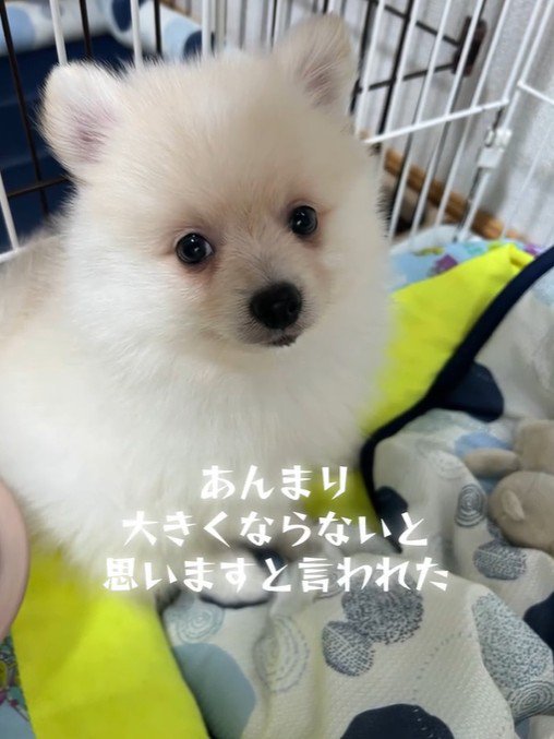 ラテくんのビフォーアフター2