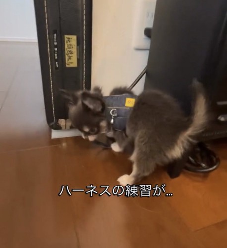 ハーネスを気にする犬