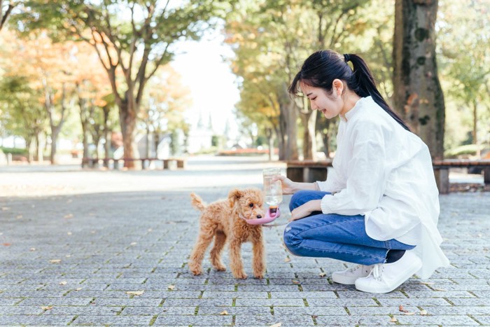 水分補給する犬