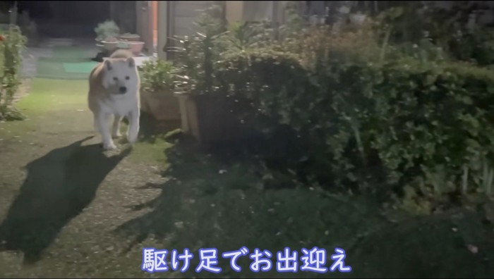 庭を走る犬